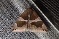 Dysgonia algira