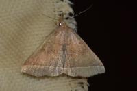 Polypogon plumigeralis