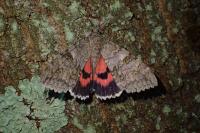 Catocala nupta