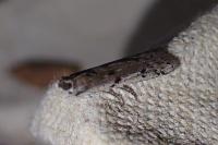 Phycitodes binaevella
