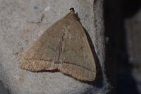 Herminia tarsipennalis