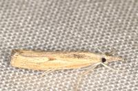Agriphila inquinatella
