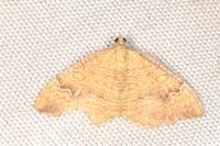 Camptogramma bilineata