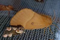 Lasiocampa quercus quercus