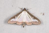 Cydalima perspectalis
