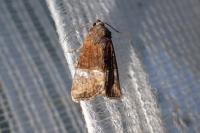 Mesoligia furuncula