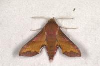 Deilephila porcellus