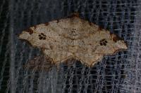Macaria notata