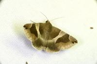 Dysgonia algira