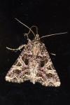 Sideridis rivularis