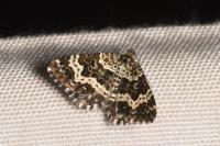 Epirrhoe tristata