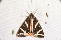 Euplagia quadripunctaria