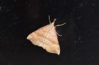 Polypogon plumigeralis