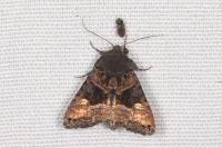 Euplexia lucipara