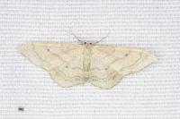 Idaea aversata