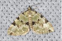 Colostygia pectinataria