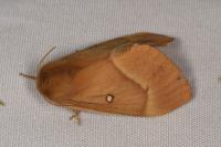Lasiocampa quercus quercus