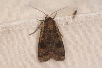 Noctua pronuba