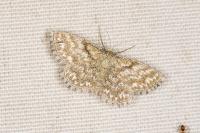 Scopula immorata