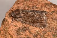 Thalpophila matura