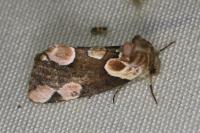 Thyatira batis
