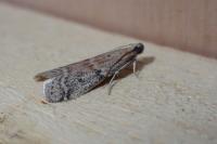 Ephestia