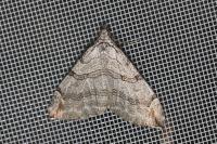 Aplocera plagiata