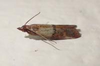 Plodia interpunctella