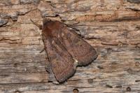 Xestia xanthographa