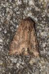Luperina testacea