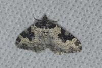 Xanthorhoe fluctuata