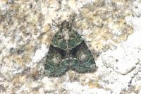 Cryphia algae