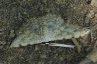 Scopula submutata roseonitens