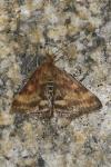Pyrausta despicata