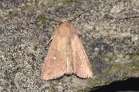 Mythimna ferrago
