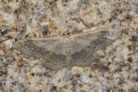 Idaea aversata