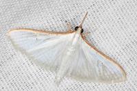 Palpita vitrealis