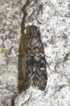 Dioryctria abietella