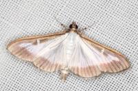 Cydalima perspectalis