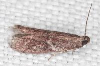 Cryptoblabes gnidiella