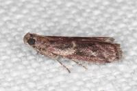 Cryptoblabes gnidiella