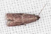 Cryptoblabes gnidiella