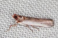 Denticera divisella