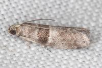 Elegia atrifasciella