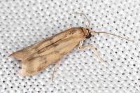 Homoeosoma sinuella