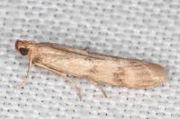 Homoeosoma sinuella