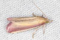 Oncocera semirubella