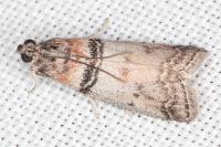 Sciota rhenella
