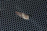 Acrobasis advenella