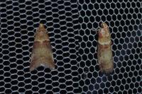 Acrobasis tumidana